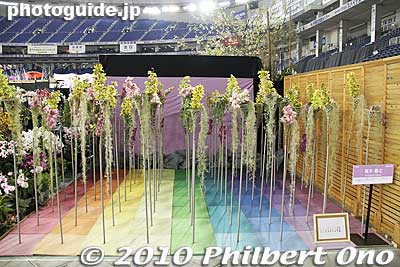 Look like jellyfish
Keywords: tokyo bunkyo-ku dome Japan Grand Prix International Orchids Festival show flowers 