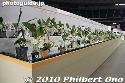 Individual flower exhibits
Keywords: tokyo bunkyo-ku dome Japan Grand Prix International Orchids Festival show flowers 