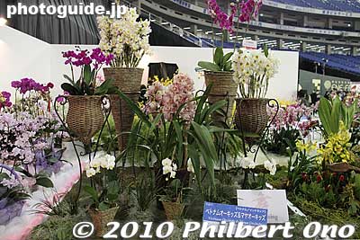 Vietnam/Indonesia
Keywords: tokyo bunkyo-ku dome Japan Grand Prix International Orchids Festival show flowers 