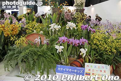 Venezuala
Keywords: tokyo bunkyo-ku dome Japan Grand Prix International Orchids Festival show flowers 