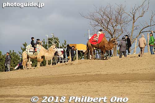 Camel rides even. Seem to be a good business, but they don't go very far.
Keywords: Tottori sand dunes sakyu
