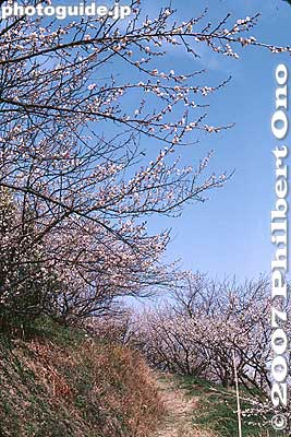 Keywords: wakayama minabe-cho plum tree blossom umeboshi flower