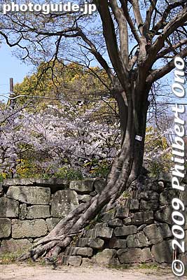 Tree growing on castle wall.
Keywords: wakayama castle cherry blossoms sakura flowers 