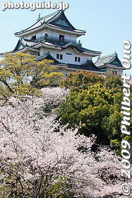 Wakayama Castle tower is now a modern museum with three stories.
Keywords: wakayama castle cherry blossoms sakura flowers 