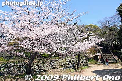 Cherry blossoms on the way to the castle tower.
Keywords: wakayama castle cherry blossoms sakura flowers 