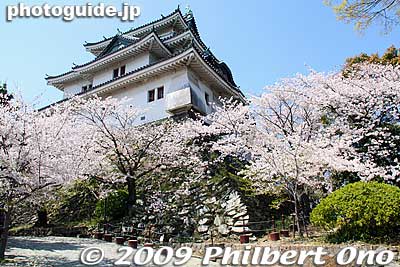 Finally we see the main castle tower amid cherry blossoms.
Keywords: wakayama castle cherry blossoms sakura flowers 