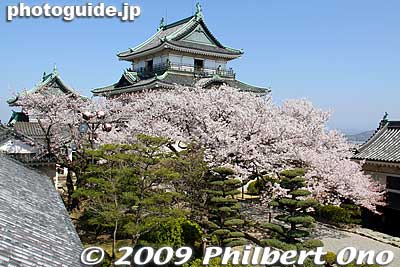 View of Wakayama castle tower from Inui Turret.
Keywords: wakayama castle cherry blossoms sakura flowers 