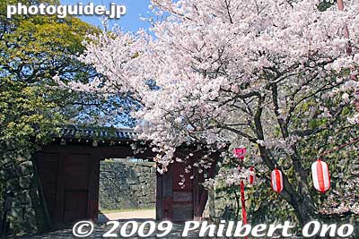 Oimawashimon Gate. Renovated in 1985. 追廻門
Keywords: wakayama castle cherry blossoms sakura flowers 