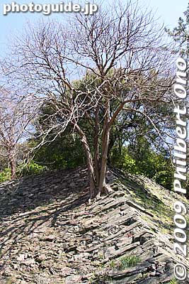 Tree growing on castle stone foundation.
Keywords: wakayama castle 