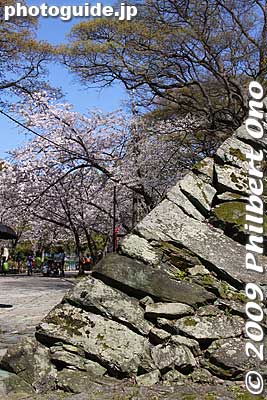 Keywords: wakayama castle cherry blossoms sakura flowers 