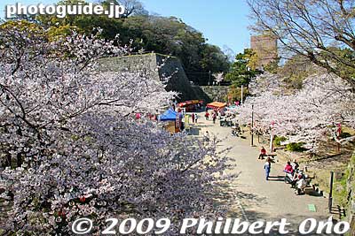 Cherry blossoms as seen from Okaguchi-mon Gate.
Keywords: wakayama castle cherry blossoms sakura flowers 