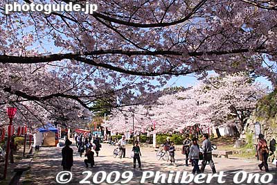 Sakura near Okaguchi-mon Gate.
Keywords: wakayama castle cherry blossoms sakura flowers 