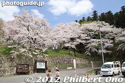 Eboshiyama Park parking lot.
Keywords: yamagata nanyo eboshiyama park cherry blossoms sakura flowers