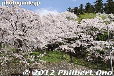 Keywords: yamagata nanyo eboshiyama park cherry blossoms sakura flowers