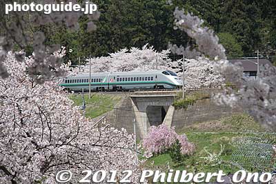 Yamagata shinkansen speeds past Eboshiyama.
Keywords: yamagata nanyo eboshiyama park cherry blossoms sakura flowers