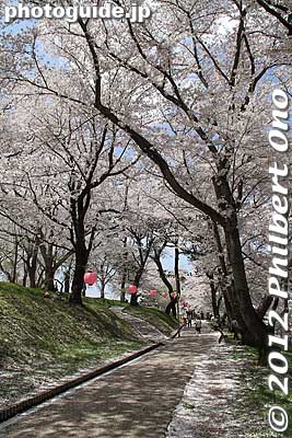 The park has an elliptical path going around the hill.
Keywords: yamagata nanyo eboshiyama park cherry blossoms sakura flowers