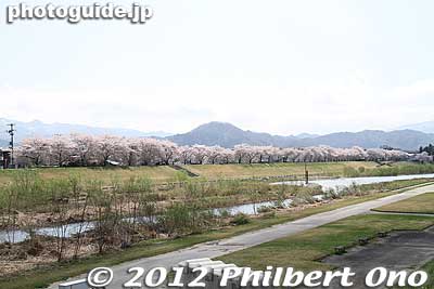 If you go rom JR Yonezawa Station to Uesugi Shrine, you will cross the Mogami River. In spring, a long line of cherry blossoms line the riverbank.
Keywords: yamagata yonezawa cherry blossoms mogami riverbank flowers