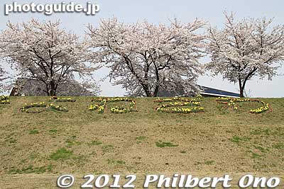 Keywords: yamagata yonezawa cherry blossoms mogami riverbank flowers