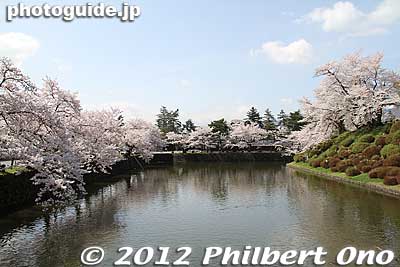 Keywords: yamagata yonezawa uesugi jinja shrine cherry blossoms sakura