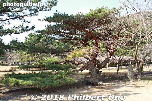 Intertwining Pine Tree
Keywords: yamaguchi hagi castle