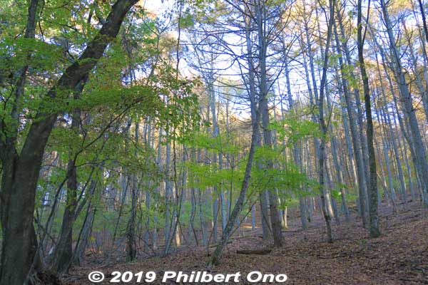 After the lava tube, we hiked further and came to a nice forest of Japanese beech trees nicknamed "Climax Forest." ブナ林
Keywords: yamanashi fujikawaguchiko aokigahara forest