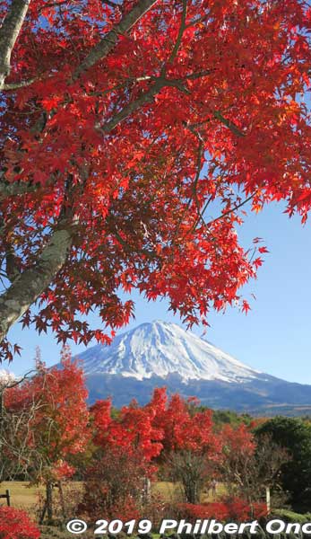 Mt. Fuji in autumn with red momiji maple leaves. Narusawa, Yamanashi Prefecture.
Keywords: yamanashi Narusawa mt. fuji fujimt japanmt japanaki