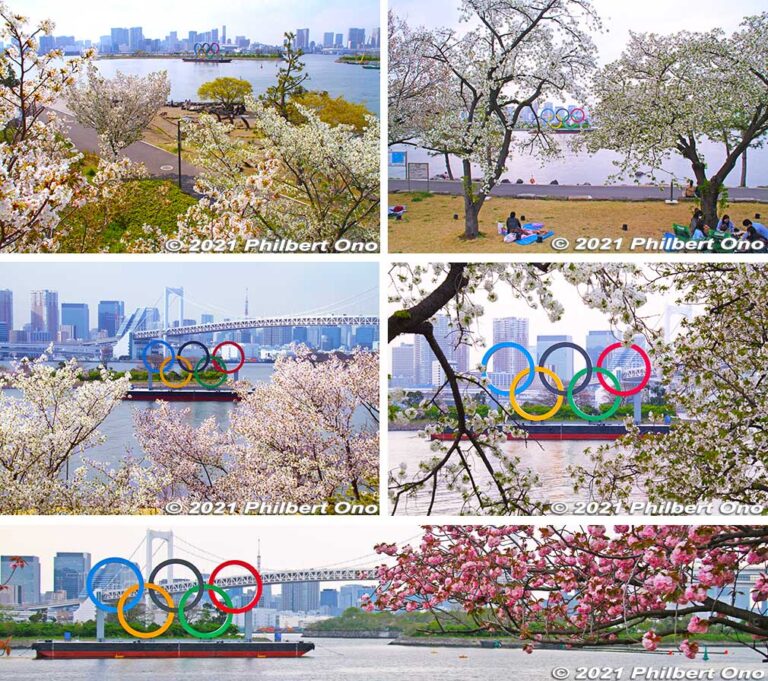 Olympic rings and cherry blossoms at Odaiba, Tokyo PHOTOGUIDE.JP