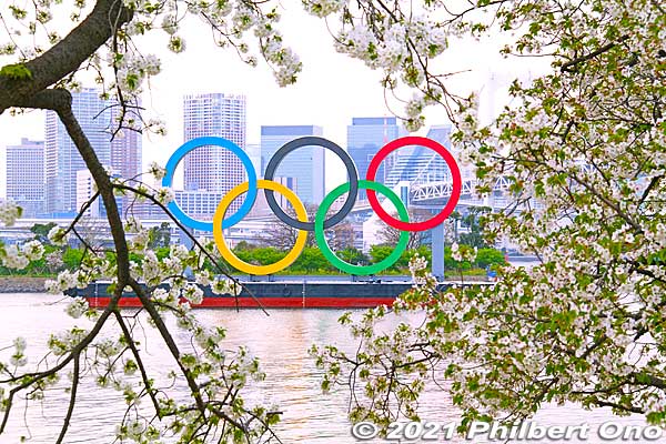 Olympic rings and cherry blossoms at Odaiba