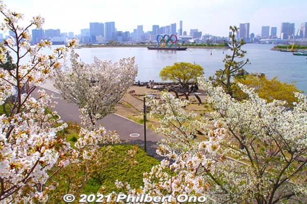 Olympic rings and cherry blossoms at Odaiba