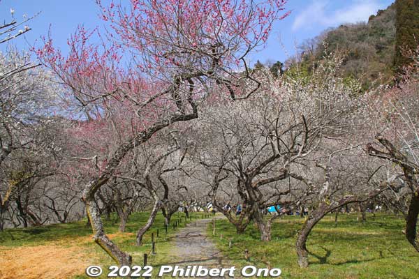 Takao Baigo Kogesawa Bairin plum blossoms