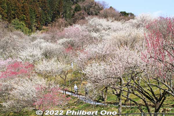 Takao Baigo Kogesawa Bairin plum blossoms