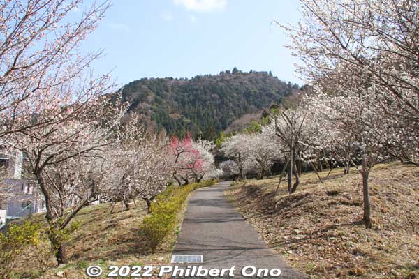 Takao Baigo Surusashi Bairin plum blossoms