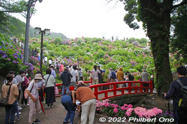 Lots of visitors going up the hill of hydrangea.
Keywords: aichi Gamagori Katahara Onsen hydrangea