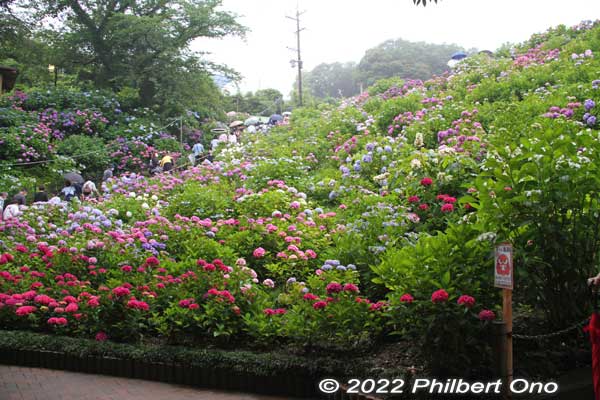 The garden is on a hill with the front slope covered with hydrangea. The hilltop has Hodagaike Pond and walking paths lined with hydrangea.
Keywords: aichi Gamagori Katahara Onsen hydrangea
