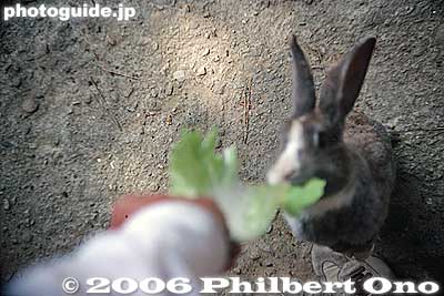 Feeding a rabbit
Keywords: aichi prefecture hazu-cho usagi rabbit island