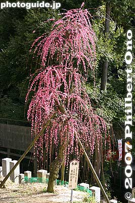 Beautiful weeping pink plum blossoms
Keywords: aichi inuyama ooagata oagata jinja shrine ume plum blossoms flowers