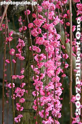 Keywords: aichi inuyama ooagata oagata jinja shrine ume plum blossoms flowers