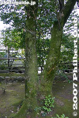Another pair of trees bonded together.
Keywords: aichi komaki tagata jinja shrine fertility shinto