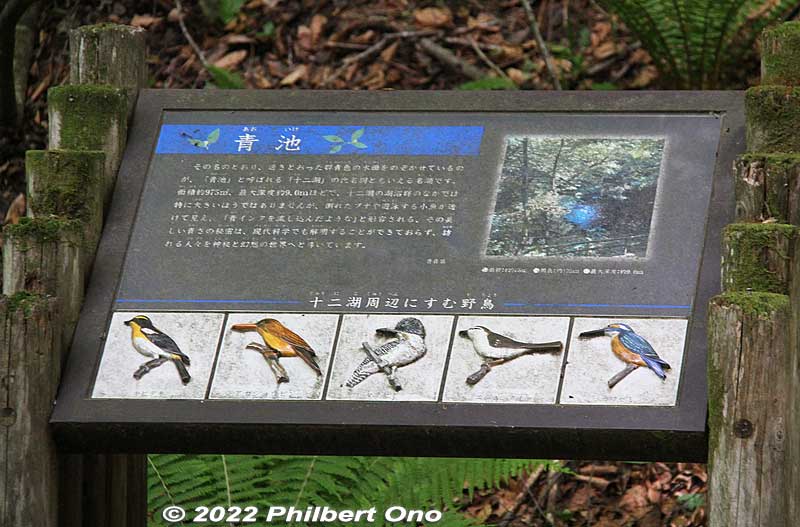 Birds in the forest.
Keywords: aomori fukaura juniko lakes