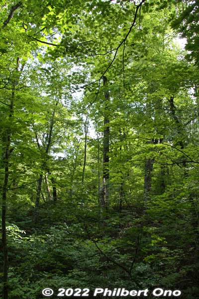 Experience forest bathing in this lush beech forest. Lots of ferns too.
Keywords: aomori fukaura juniko lakes beech forest
