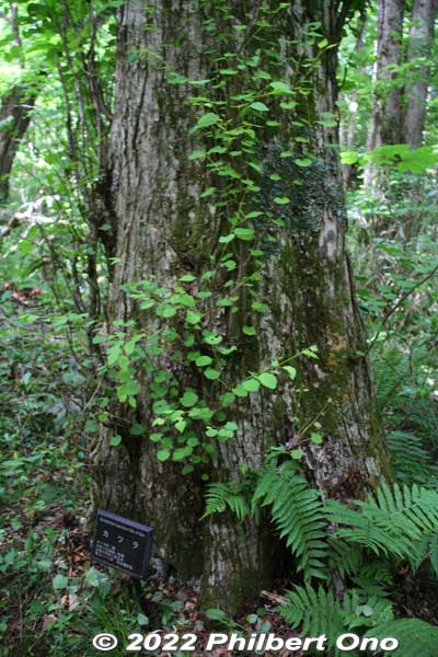 Keywords: aomori fukaura juniko lakes beech forest