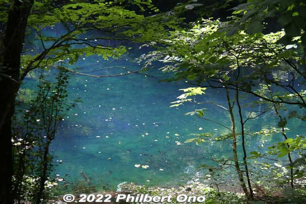 Wakitsubo-no-Ike Pond 沸壺の池（沸壷の池）is another blue pond along the beech forest trail.
Keywords: aomori fukaura juniko lakes beech forest