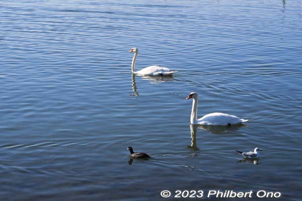 Swans and ducks on Lake Teganuma.
Keywords: Chiba Abiko Lake Teganuma