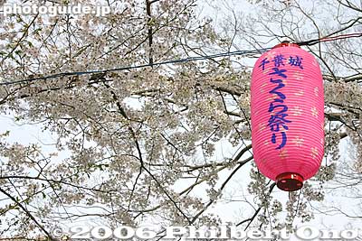Chiba Castle Sakura Matsuri lantern
Keywords: chiba castle inohana park sakura cherry blossoms