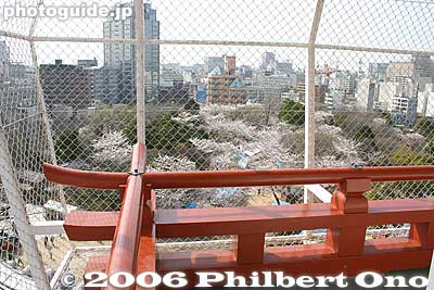 Unfortunately, the mesh fence ruins the view and picture-taking.
Keywords: chiba castle inohana park sakura cherry blossoms