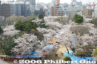 View of park grounds
Keywords: chiba castle inohana park sakura cherry blossoms
