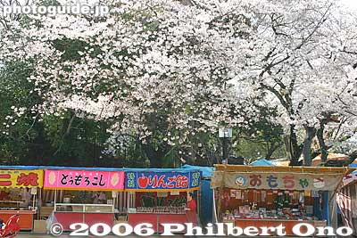 Keywords: chiba castle inohana park sakura cherry blossoms