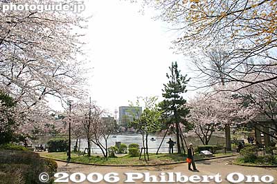 Chiba Park approach
Keywords: chiba koen park sakura weeping cherry blossom pond japangarden