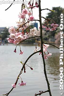 Keywords: chiba koen park sakura weeping cherry blossom pond