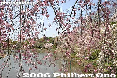 About 30 weeping cherry trees ring the pond's perimeter.
Keywords: chiba koen park sakura weeping cherry blossom pond